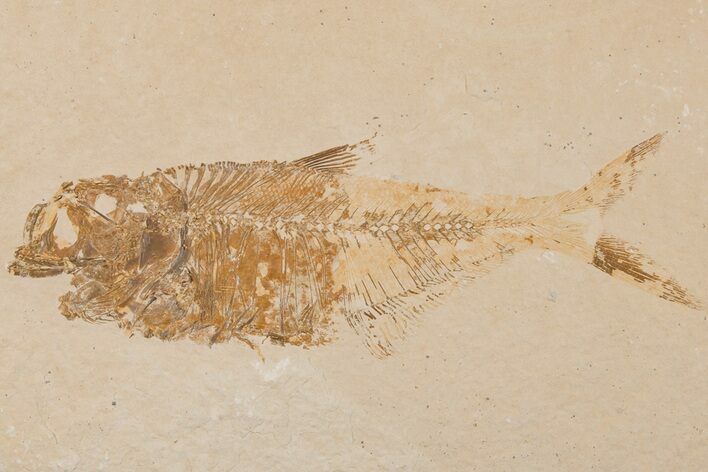 Bargain, Fossil Fish (Diplomystus) - Wyoming #204467